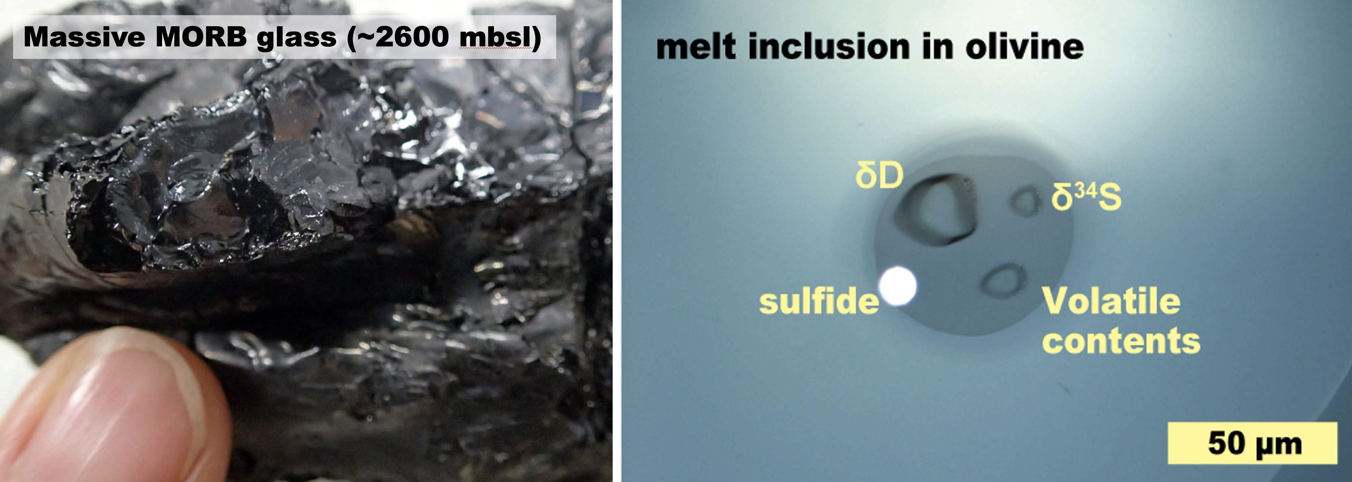 Massive MORB glass and melt inclusion in olivine